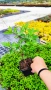 Хортензия метличеста „Полярна мечка“, Hydrangea paniculata 'Polar Bear', снимка 9