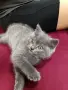Британче момиченце , снимка 3
