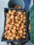 Продавам кайсии за компот , снимка 2