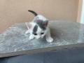 Котенца, снимка 6