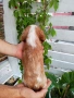 кавалер кинг чарлз шпаньол, снимка 5