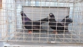 Продавам гълъби Арапи , снимка 1