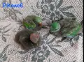 Ръчно хранени папагали Еклектус , снимка 2