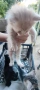 Котета, снимка 1