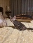 Бенгалска котка, снимка 1