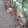 Продавам 10 кокошки и 1 петле, снимка 2