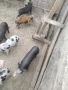 прасенца за продан, снимка 4