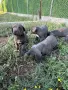  Кученца Кане корсо, снимка 6