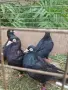 продавам 2 чифта софийски черни донеци, снимка 1