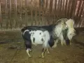 Мини мъжко на 3 години, снимка 5