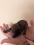 Френски булдог , снимка 2