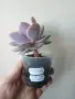 Ешеверия, echeveria Perle von nurnberg, снимка 3