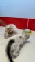  Мъжки котета, снимка 2