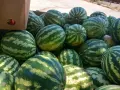 ДИНИ с.Точилари общ.Кубрат собствено производство., снимка 2