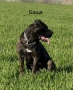 Cane Corso , снимка 4