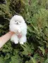 Померани. Богат избор !!!, снимка 14