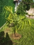 Палми Трахикарпус , Trachycarpus fortunei, снимка 10