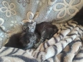 Ангорски котки, снимка 15