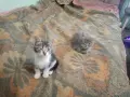 подарявам малки котенца, снимка 1