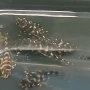 Hipancistrus Contradens, снимка 2