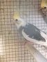 Различни видове птици някой от птиците са полово зрели , снимка 4