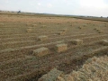 Продавам бали овес и грах, снимка 1