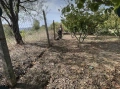 Лешникова градина лешници Hazelnut garden, снимка 2