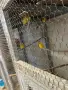 продавам папагали малак александар ирозовобузи неразделки, снимка 5