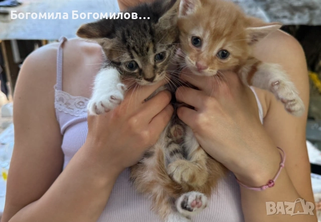 Спешно търся дом за 4 малки котенца, снимка 4 - Други - 54931995