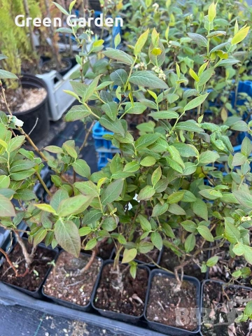 Висока американска боровинка , снимка 2 - Градински цветя и растения - 41164874