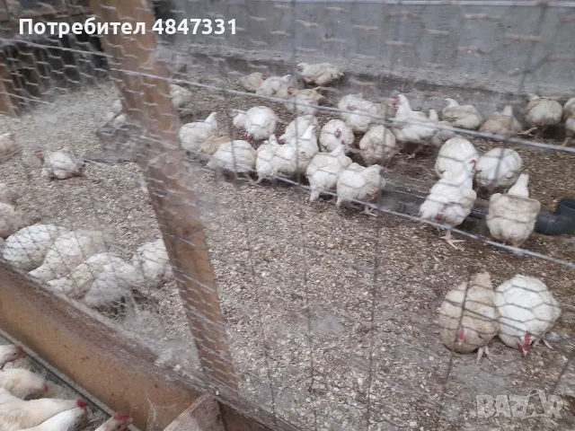 Кокошки  бройлери, снимка 6 - Кокошки и пуйки - 55607717