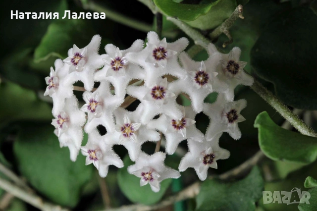 Хоя, hoya kanyakumariana