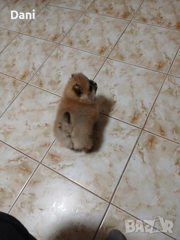 Mini Pomeran, снимка 11 - Померан - 54274482