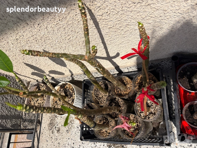 Плумерия (Frangipani) – Хавайско цвете, снимка 6 - Стайни растения - 54999376