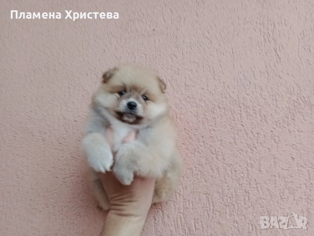 Мъжки Померан. Реални снимки от 29.03.26 г., снимка 2 - Померан - 54020203