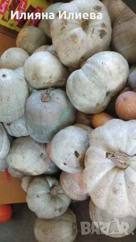 продавам семена за садене на български бели тикви кестенки ,мускат и цигулки, снимка 5 - Сортови семена и луковици - 54016618