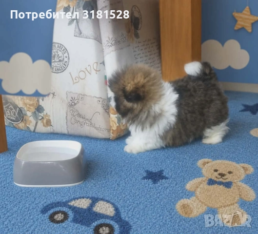 Мъжко пекинезче 