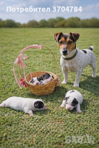 Продавам джак - ръселчета 