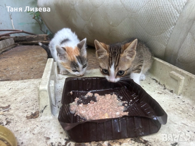 Подарявам Страхотни мъници, снимка 8 - Други - 54745380
