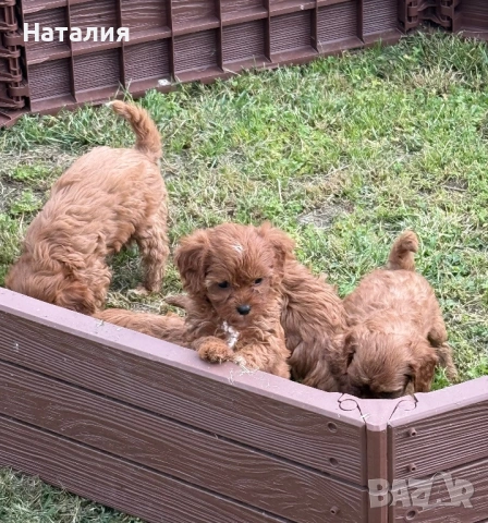 Кавапу, снимка 2 - Пудели - 54823897