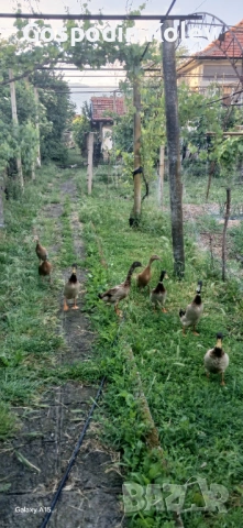 Индийски бегач