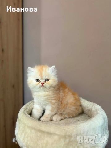 Персийски котенца , снимка 4 - Персийска - 54728725