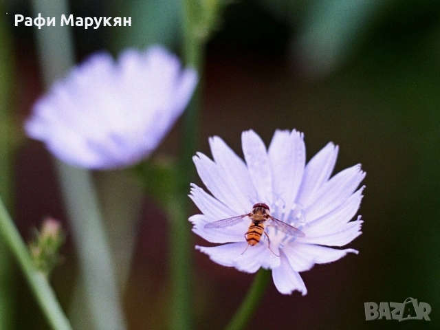 ЛЕГЕНДАРНИЯТ "OLYMPUS OM-2"- перфектен комплект, снимка 8 - Фотоапарати - 55098660