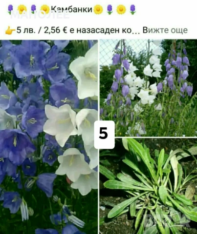 🪻🪴🪷🎁7 вида студоустойчиви растения❄️☃️ -, снимка 5 - Градински цветя и растения - 54099234