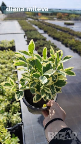 Евонимус Браво, Euonymus japonicus Bravo, снимка 7 - Градински цветя и растения - 54457987