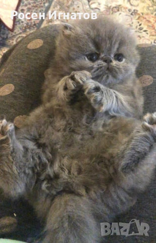 Персийски котетата, снимка 4 - Персийска - 55075838