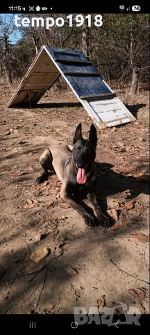 Белгийски Овчарки Малиноа, снимка 3 - Белгийска овчарка - 47358276