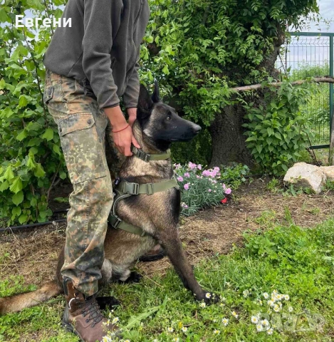 Белгийски овчарки малиноа, снимка 4 - Белгийска овчарка - 54805307
