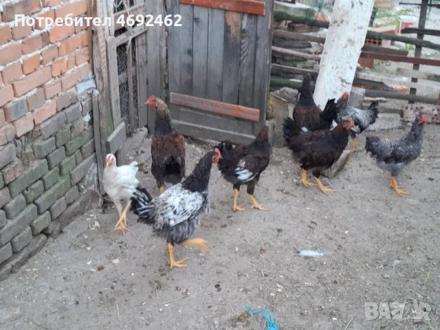 Катунски  петли , снимка 2 - други­ - 55640917