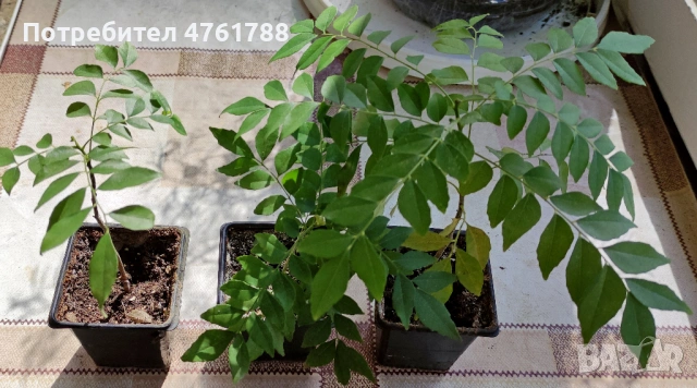 Къри лист - Murraya koenigii. Подправка.